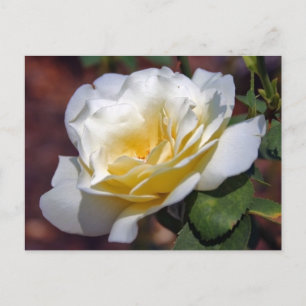 Inspiration Blooming Postcard