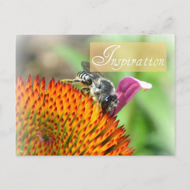 Inspiration Echinacea and Bee Post Card (Front)