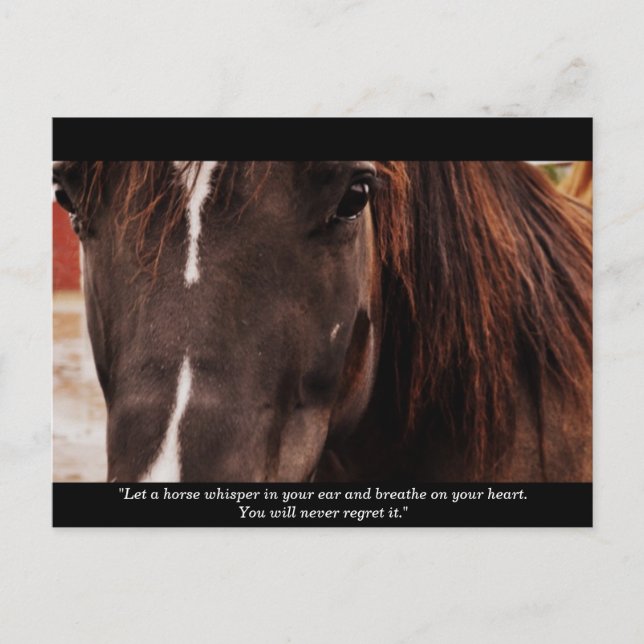 Inspirational Horse Postcard (Front)