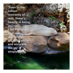 Inspirational: Sleeping White Sea Lion On Rocks,   Poster
