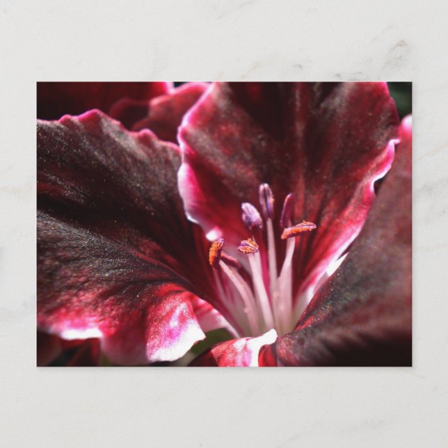 Inspired Geranium Postcard (Front)