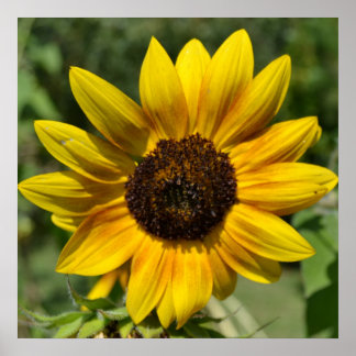 Inspirer Joy Sunflower Poster