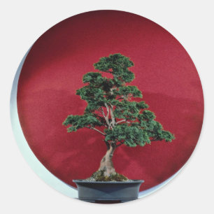 Inspiring Bonsai tree Classic Round Sticker