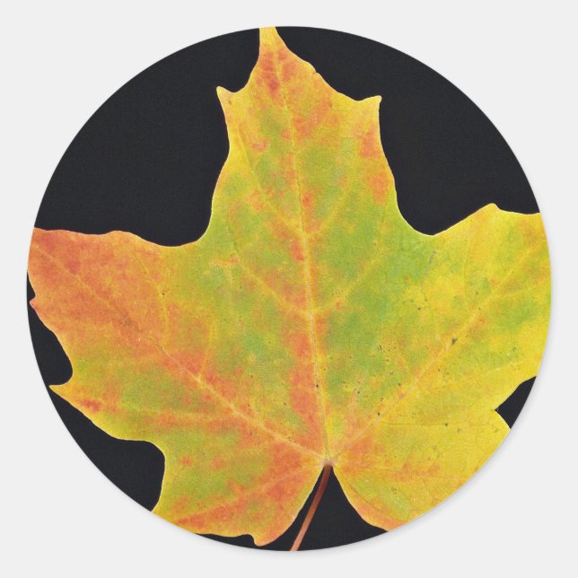 inspiring Sugar maple yellow leaf Classic Round Sticker (Front)