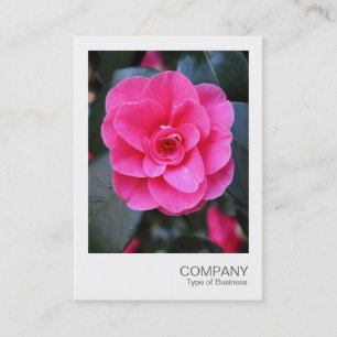 Instant Photo 067 - Pink Camellia Business Card