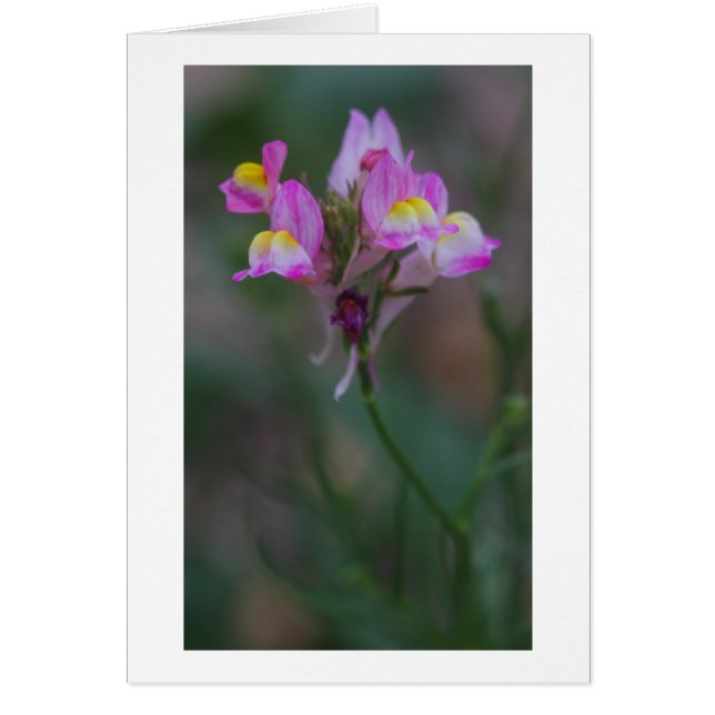 instantanés roses (Devant)