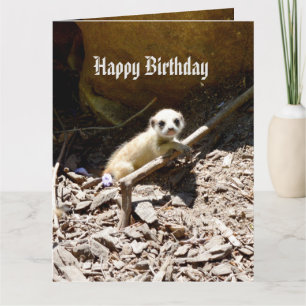 Insy Winsy Baby Meerkat, Big Birthday Card