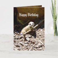 Insy Winsy Baby Meerkat, Birthday