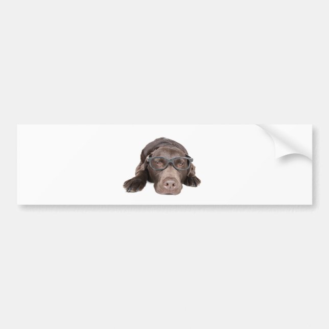 Intelligent Labrador Bumper Sticker (Front)