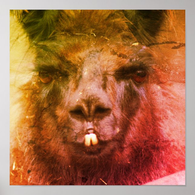 Intense Black Llama Face Close Up Abstract Poster (Front)