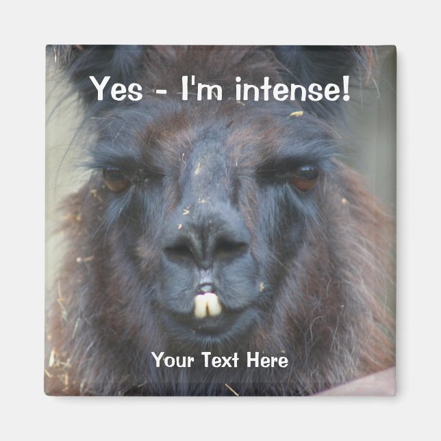 Intense Black Llama Funny Animal Magnet (Front)