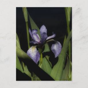 Intense Blue Flag Iris Flower Postcard