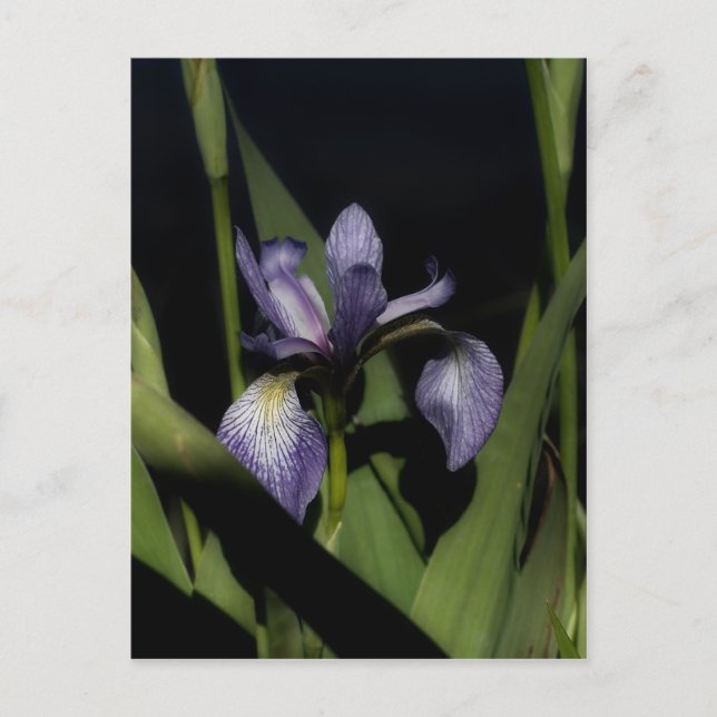 Intense Blue Flag Iris Flower Postcard (Front)