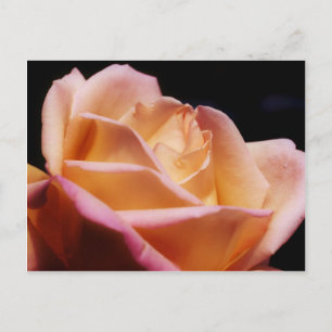 Intense Coloured Yellow Rose Flower Postcard