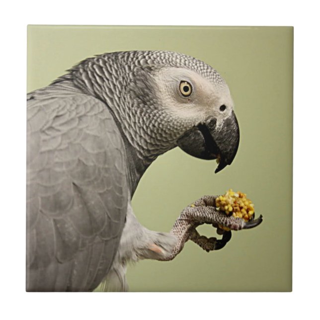 Intense Congo African Grey Parrot Snacking Tile (Front)