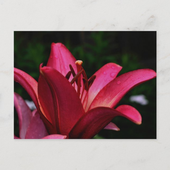 Intense Daylily Flower Photography Postcard (Front)