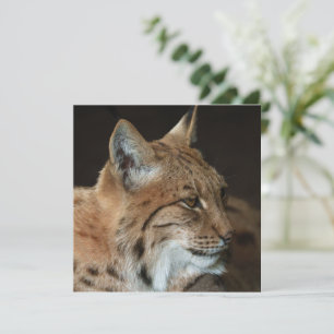 Intense Gaze: Close-up of a Lynx