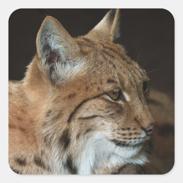 Intense Gaze: Close-up of a Lynx Square Sticker (Front)