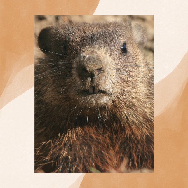 Intense Groundhog Close-Up Wildlife Postcard (Creator Uploaded)