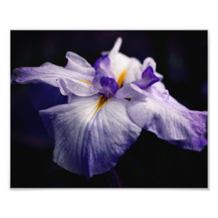 Intense Japanese Iris Flower Close Up 8x10 Photo Print