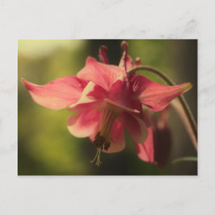 Intense Pink Columbine Flower Postcard