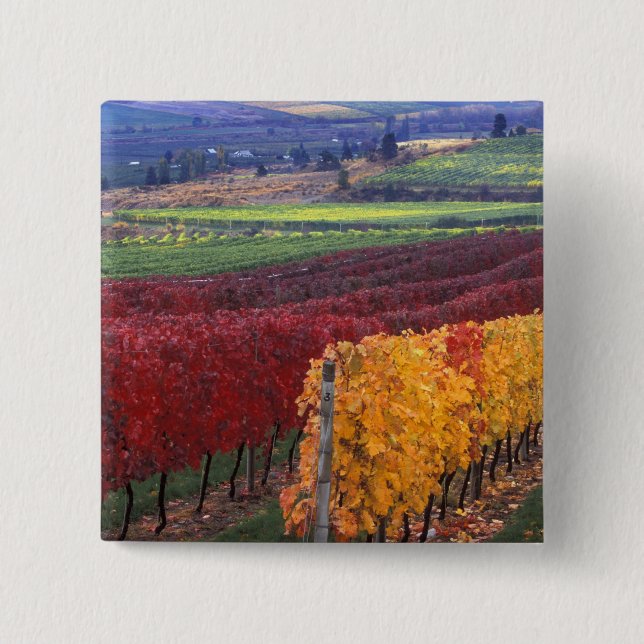Intense red and yellow fall colours on Gehring 2 Inch Square Button (Front)