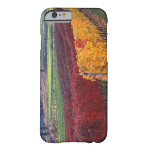 Intense red and yellow fall colours on Gehring Barely There iPhone 6 Case