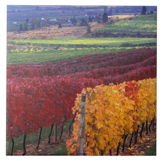 Intense red and yellow fall colours on Gehring Tile (Front)
