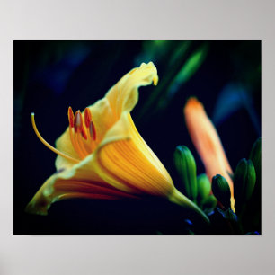 Intense Yellow Lily Flower Poster