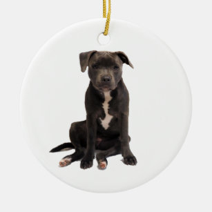 Blue sales staffy gifts