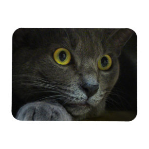 Intensity Flexible Magnet