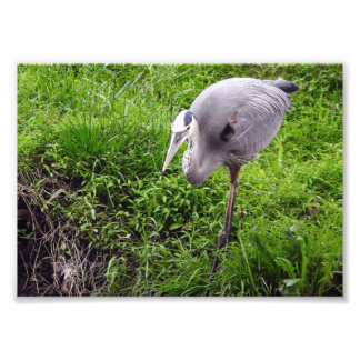 Intent Heron Photo Print