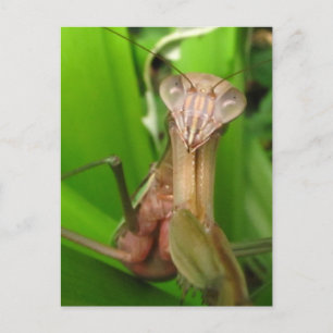 Intent Mantis ~ carte postale