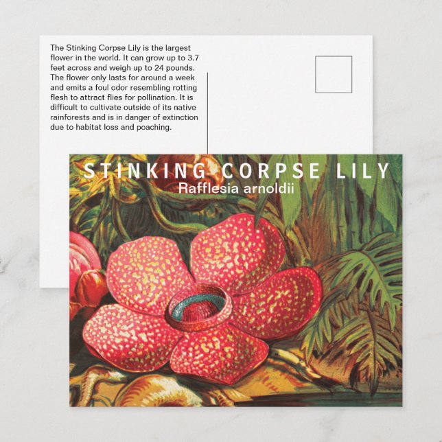 Interesting Facts Largest Flower Postcard (Front/Back)
