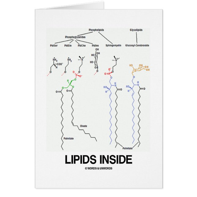 Intérieur de lipides (molécules chimiques) (Devant)