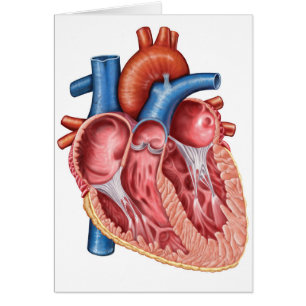 Intérieur Du Coeur Humain