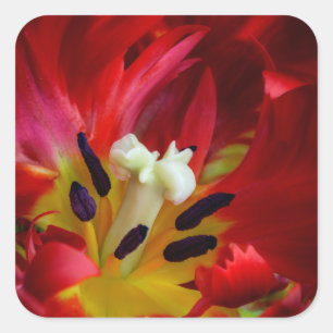 Interior of parrot tulip flower square sticker