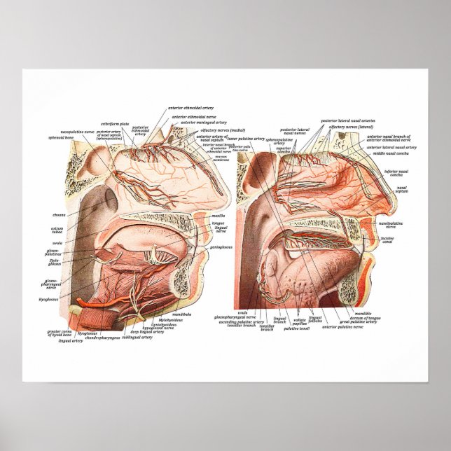 Internal Anatomy of the Human Face Poster (Front)