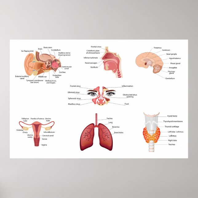 Internal human body organs poster (Front)