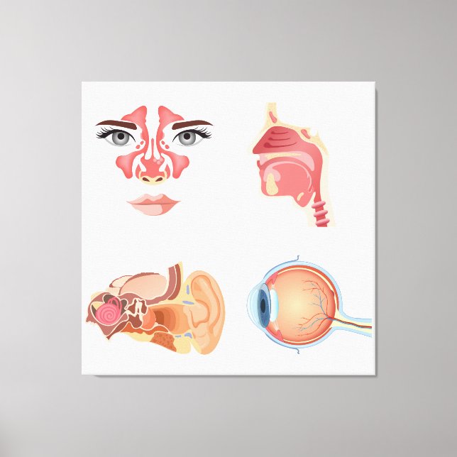 Internal human organs canvas print (Front)