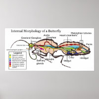 Internal Morphology of Moth Butterfly Lepidoptera