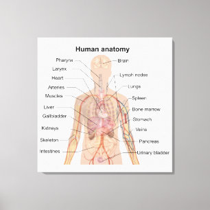 Internal Organs Human Body Anatomy Chart Canvas Print