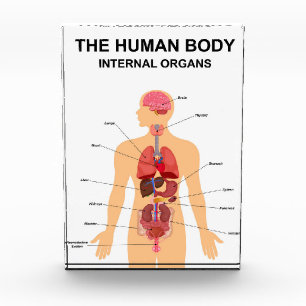 Internal organs of human body photo block