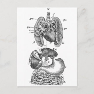 Internal Organs Postcard