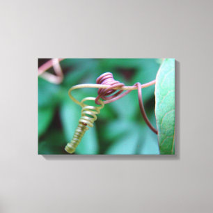 Intertwining Vine Canvas Print