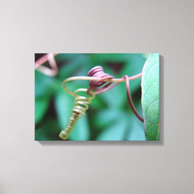 Intertwining Vine Canvas Print (Front)