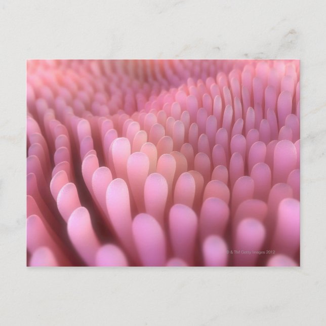 Intestinal Villi 2 Postcard (Front)
