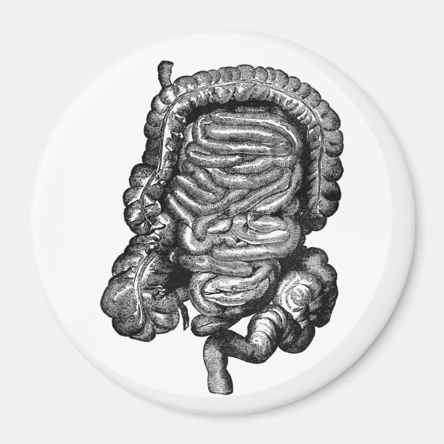 INTESTINES DIAGRAM VINTAGE MAGNET (Front)