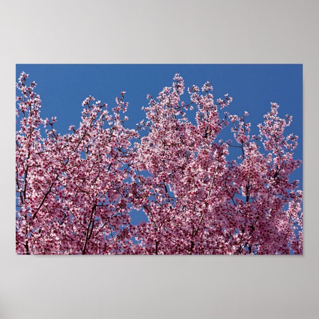 Into the Blue Japanese Cherry Blossoms Tile Poster (Front)