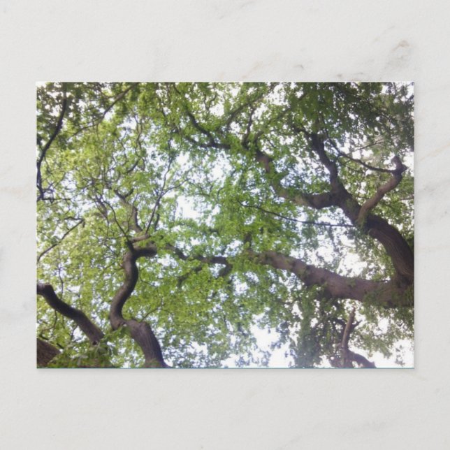 Into the Tree Canopy Photo Postcard (Front)
